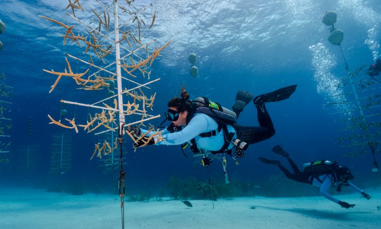 VIP Diving Bonaire | Sustainable First – Lead to Inspire